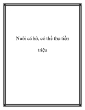 Nuôi cá hô, có thể thu tiền triệu