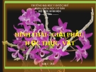 bdbdbHình thái - Giải phẫu thực vật