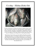 Cá cháy - Hilsha (Ilish) fish