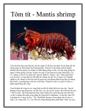 Tôm tít - Mantis shrimp