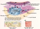 golgi lisosome