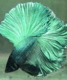 Định nghĩa về cá hai đuôi chất lượng (Doubletail Betta)