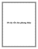 10 cây tốt cho phong thủy 