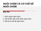 NGÔI CHỎM VÀ CƠ CHẾ ĐẺ NGÔI CHỎM