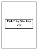 Cách Trồng Nấm Linh Chi tốt