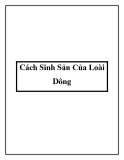 Cách Sinh Sản Của Loài Dông