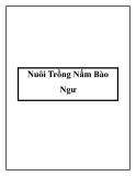 Nuôi Trồng Nấm Bào Ngư