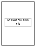 Kỹ Thuật Nuôi Chim Yến