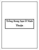 Trồng Rong Sụn Ở Ninh Thuận