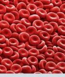 Tài liệu: Sự phát triển các dòng tế bào máu