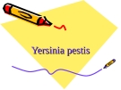 Yersinia pestis