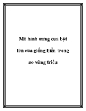 Mô hình ương cua bột lên cua giống biển trong ao vùng triều