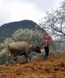 Bắc Hà: “Cao nguyên trắng” làm say lòng du khách