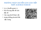 PHƯƠNG PHÁP CHUYỂN GEN GIÁN TIẾP NHỜ AGROBACTERIUM