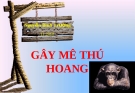 GÂY MÊ THÚ HOANG