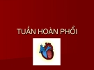 Tuần hoàn phổi