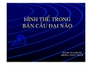 Hình thể trong bán cầu đại não