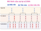 Mô hình của sự tự x2 DNA