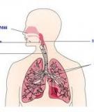 Tài liệu: Hệ hô hấp