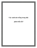 Cây xanh nào trồng trong nhà phát triển tốt?