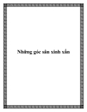 Những góc sân xinh xắn