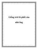 Giếng trời lá phổi của nhà ống