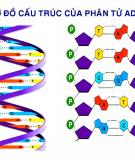 Tài liệu: Axit nuclêic - ARN 