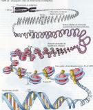 Chức năng và cấu trúc của gen 