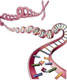 Chuyên đề 2: Gen, ARN và quá trình phiên mã 