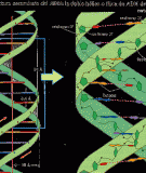 Đột biến gene 