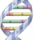 Thí ngiệm của A. Hershey và M. Chase chứng minh ADN là vật chất di truyền