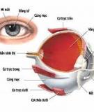 Tìm hiểu về mắt và người có tuổi