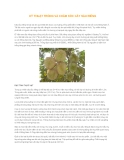 Hướng dẫn kỹ thuật trồng và chăm sóc cây sầu riêng