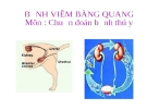 Bệnh viêm bàng quang thú y 