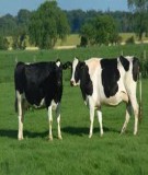 Các bệnh thường gặp ở bò sữa