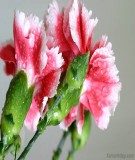 Tài liệu: Kỹ thuật trồng hoa cẩm chướng