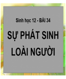 Bài giảng Sinh học 12 bài 34: Sự phát sinh loài người