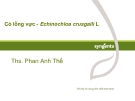 Cỏ lồng vực - Echinochloa crusgalli L