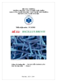 Tiểu luận vi sinh : Bacillus Brevis