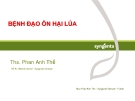 Bệnh đạo ôn hại lúa - Ths.  Phan Anh Thế