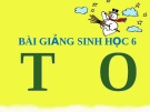 Bài giảng Sinh học 6 bài 37: Tảo