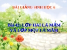 Bài giảng Sinh học 6 bài 42: Lớp hai lá mầm và lớp 1 lá mầm