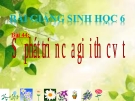 Bài giảng Sinh học 6 bài 44: Sự phát triển của giới thực vật