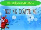 Bài giảng Sinh học 6 bài 45: Nguồn gốc của cây trồng