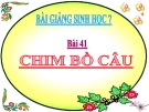 Bài giảng Sinh học 7 bài 41: Chim bồ câu