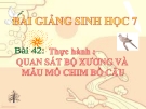 Bài giảng Sinh học 7 bài 42: Thực hành quan sát bộ xương, mẫu mổ chim bồ câu