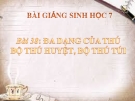 Bài giảng Sinh học 7 bài 48: Đa dạng của lớp thú, bộ thú huyệt, bộ thú túi