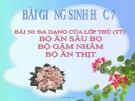 Bài giảng Sinh học 7 bài 50: Đa dạng của lớp thú( tiếp theo) bộ ăn sâu bọ, bộ gặm nhấm, bộ ăn thịt