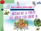 Bài giảng Sinh học 7 bài 51: Đa dạng của lớp thú( tiếp theo) các bộ mống guốc và bộ linh trưởng