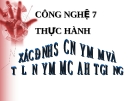 Bài giảng Công nghệ 7 bài 18: Thực hành xác định sức nãy mầm và tỉ lệ nảy mầm của hạt giống